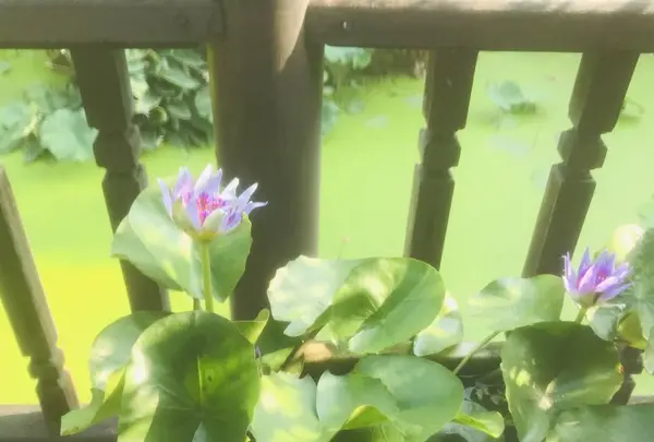 ククリット・ハウスの写真・動画_image_323409