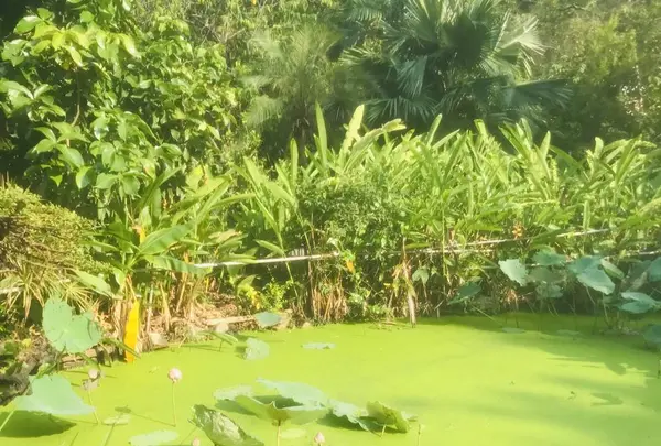 ククリット・ハウスの写真・動画_image_323410