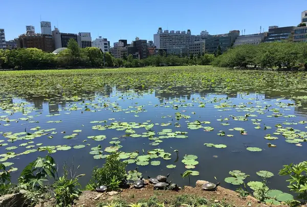 不忍池辯天堂の写真・動画_image_323804