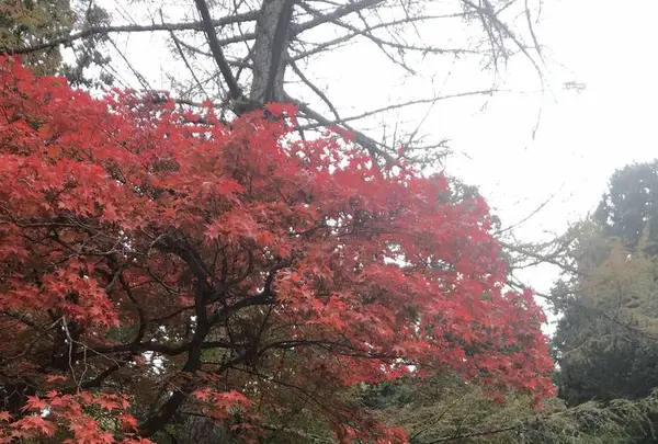 今高野山龍華寺の写真・動画_image_323841