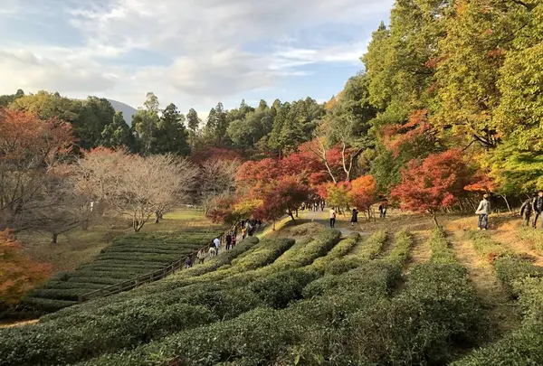 鶏足寺（旧飯福寺）の写真・動画_image_325817