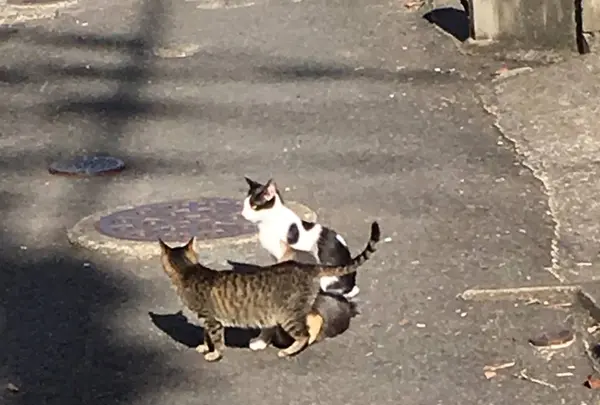 長崎の猫雑貨の写真・動画_image_327586
