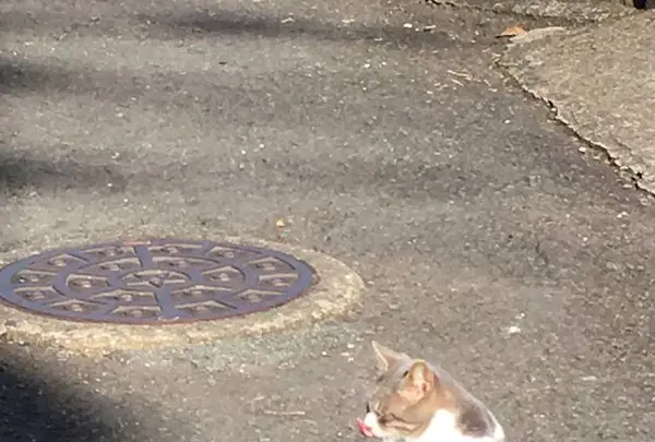 長崎の猫雑貨の写真・動画_image_327587