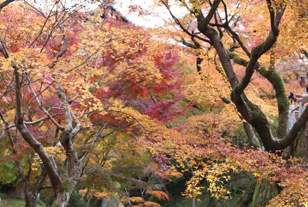 東福寺の写真・動画_image_328139