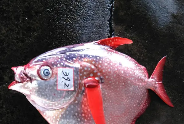 勝浦漁港の写真・動画_image_328141