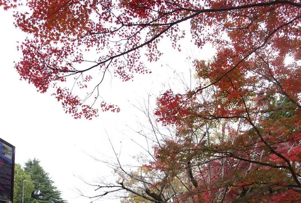 蹴上インクラインの写真・動画_image_328168
