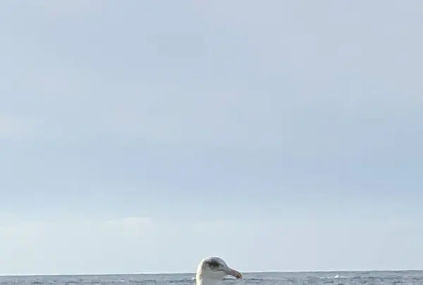千畳敷の写真・動画_image_328175