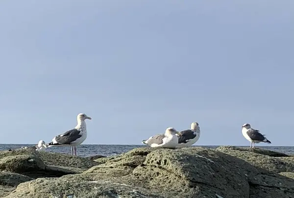 千畳敷の写真・動画_image_328181