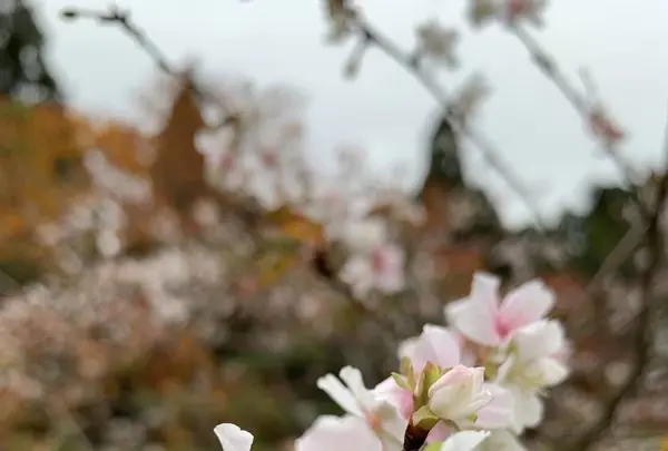 湖東三山西明寺 紅葉名所の写真・動画_image_328334