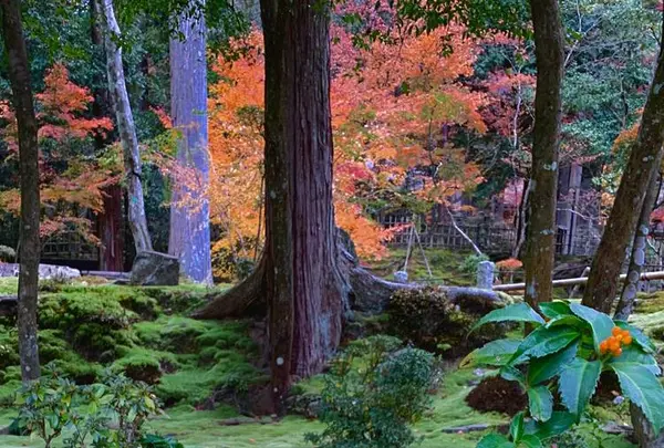 湖東三山西明寺 紅葉名所の写真・動画_image_328335