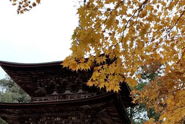 湖東三山西明寺 紅葉名所の写真・動画_image_328336