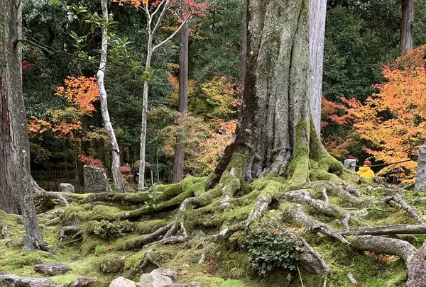 湖東三山西明寺 紅葉名所の写真・動画_image_328338