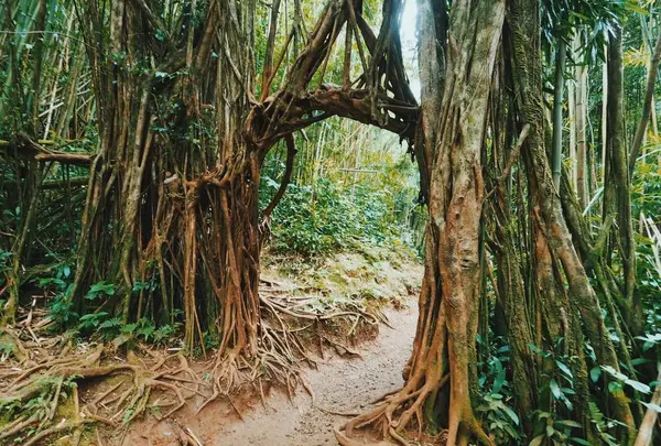 Manoa Fallsの写真・動画_image_330432
