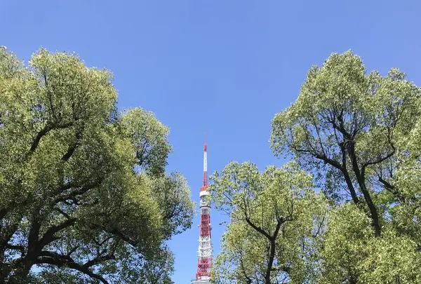 東京タワーの写真・動画_image_330459