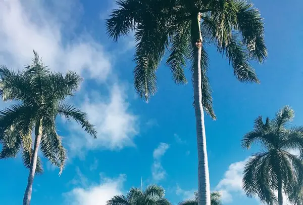 ハワイ州立図書館の写真・動画_image_330508