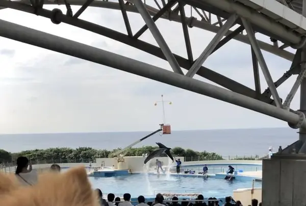 沖縄美ら海水族館の写真・動画_image_331043