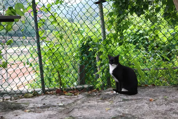 侯硐の写真・動画_image_331252