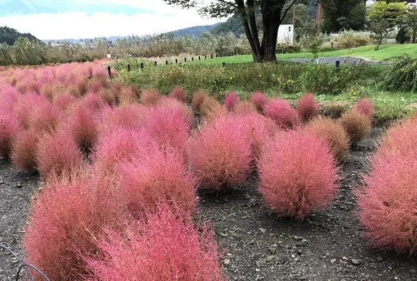 河口湖自然生活館の写真・動画_image_331255