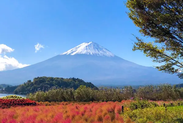 河口湖自然生活館の写真・動画_image_331260