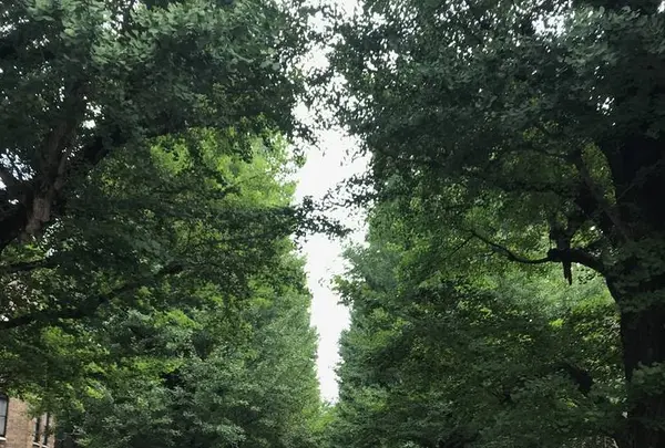 東京大学の写真・動画_image_331273