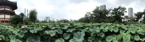 上野恩賜公園（上野公園）の写真・動画_image_331290
