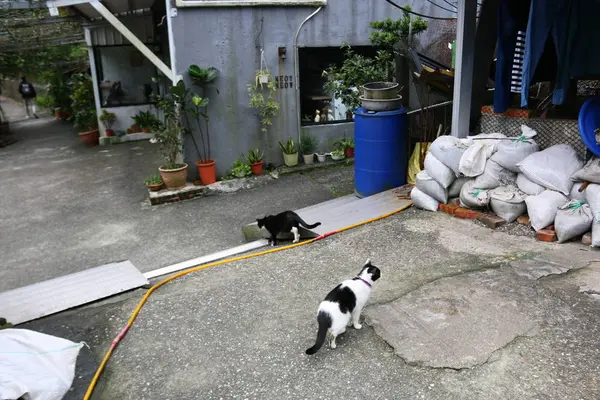 侯硐の写真・動画_image_331355