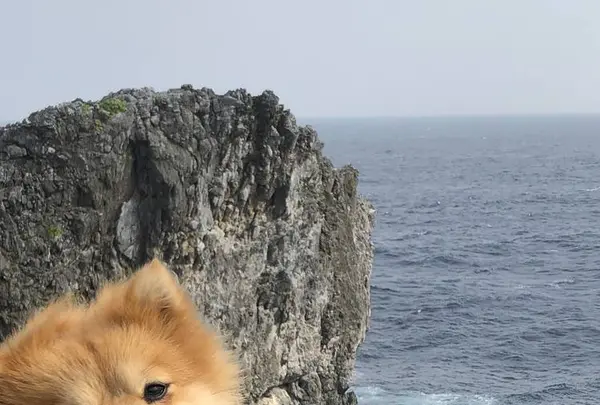 辺戸岬の写真・動画_image_331618