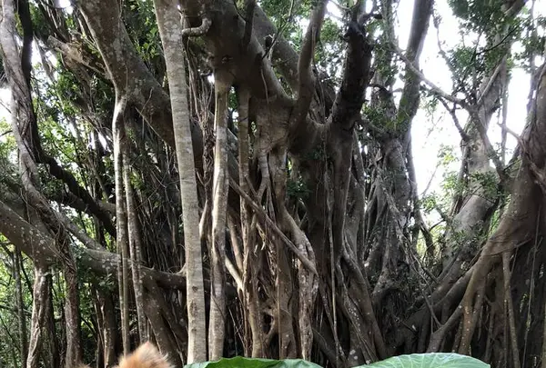 大石林山の写真・動画_image_331626