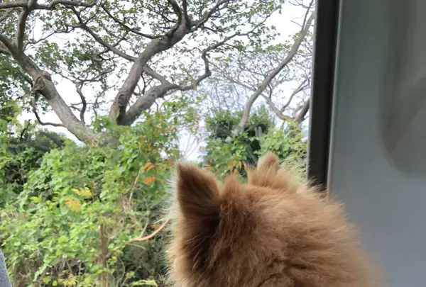 大石林山の写真・動画_image_331627