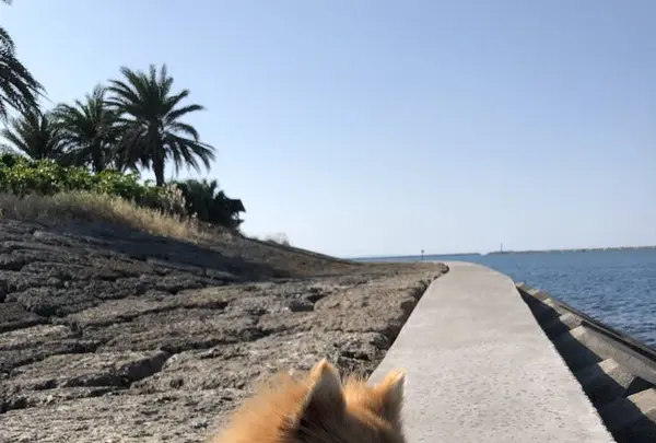 波の上うみそら公園の写真・動画_image_331731