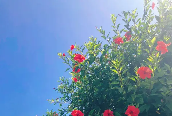 瀬長島ウミカジテラスの写真・動画_image_331996