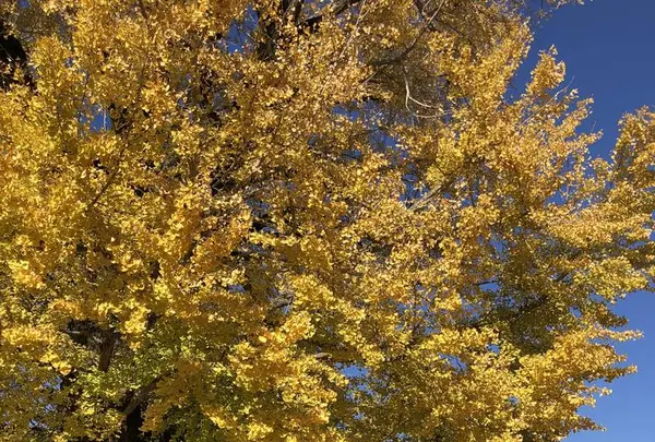 地蔵寺の写真・動画_image_332045