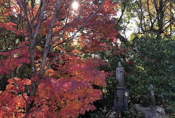 安楽寺の写真・動画_image_332051