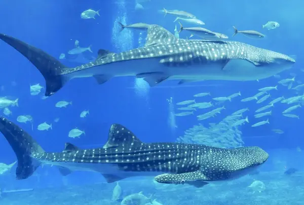沖縄美ら海水族館の写真・動画_image_332587
