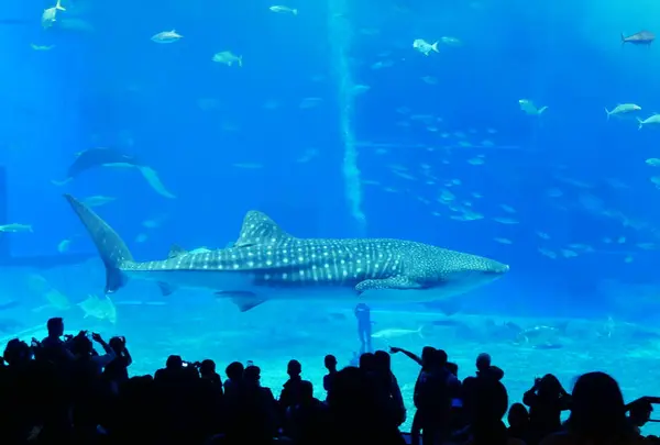 沖縄美ら海水族館の写真・動画_image_332588
