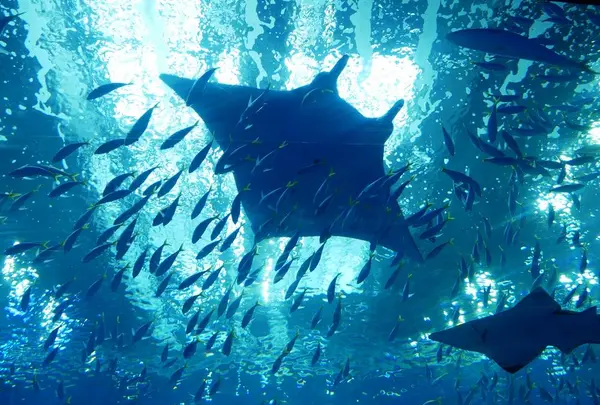 沖縄美ら海水族館の写真・動画_image_332589
