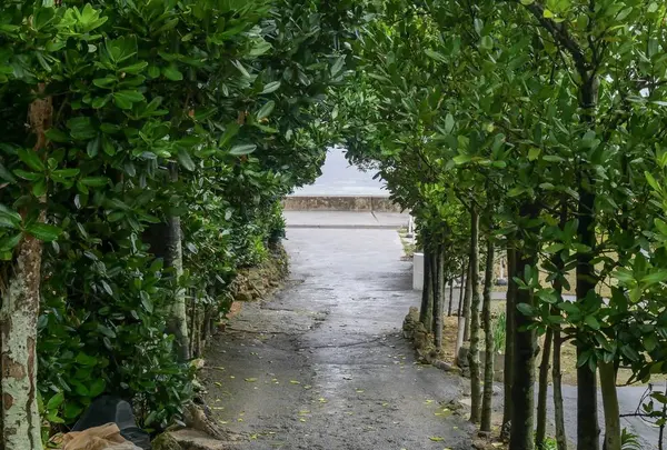 備瀬のフクギ並木の写真・動画_image_332590