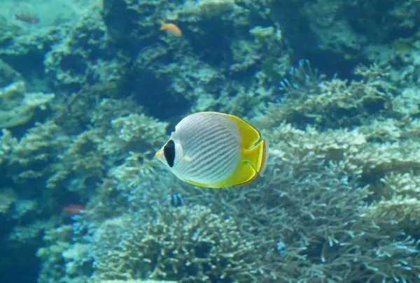 沖縄美ら海水族館の写真・動画_image_332591