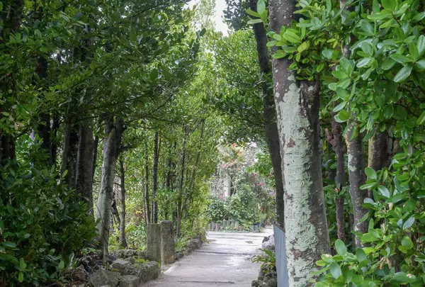 備瀬のフクギ並木の写真・動画_image_332594