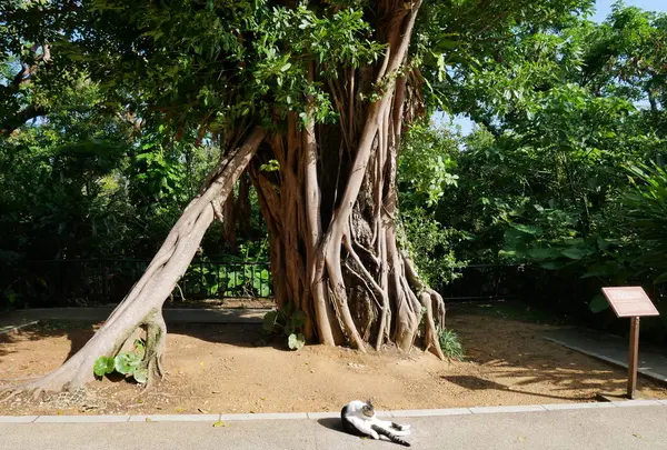 首里城の写真・動画_image_332603