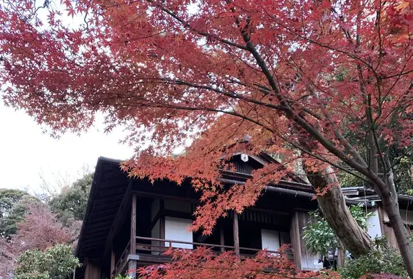 三溪園の写真・動画_image_333341