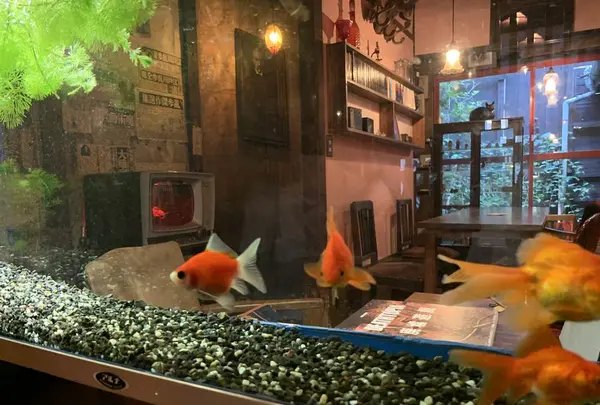 金魚カフェの写真・動画_image_334357