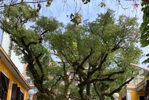 セナド広場（Senado Square）の写真・動画_image_334611