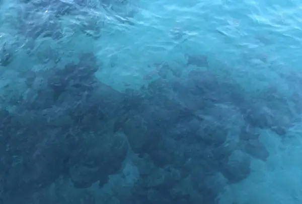 辰ノ島の写真・動画_image_334642