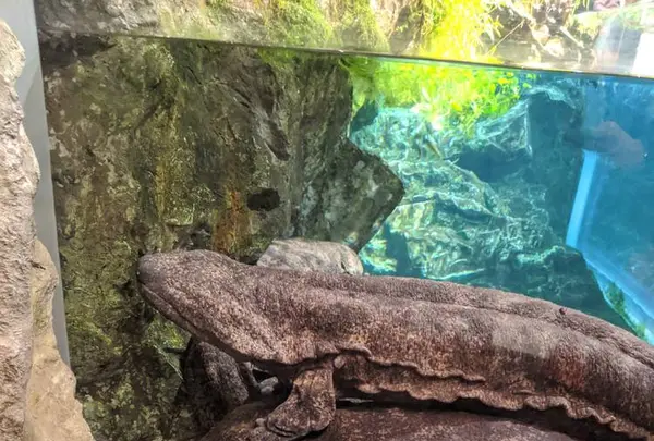 京都水族館の写真・動画_image_334703