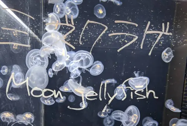 京都水族館の写真・動画_image_334713