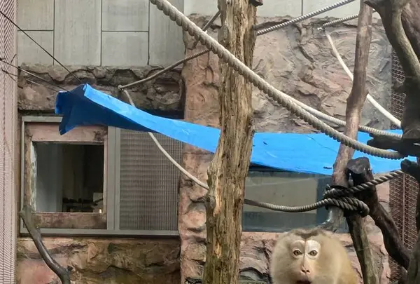 Macao Giant Panda Pavilionの写真・動画_image_334953