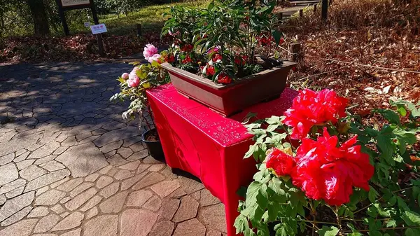 神代植物公園の写真・動画_image_335590