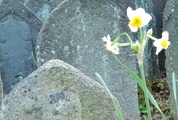 元興寺の写真・動画_image_335922