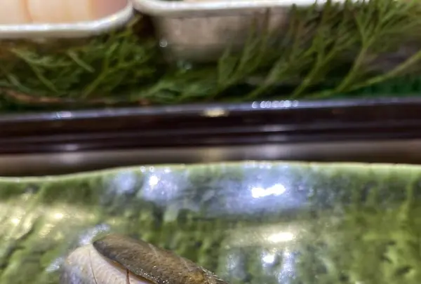 第一玉家すしの写真・動画_image_336048